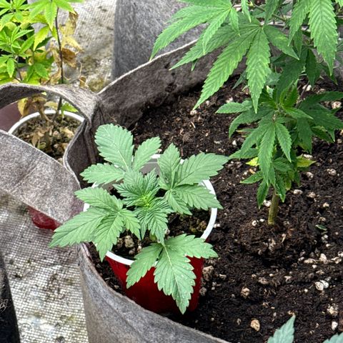 Bazooka Bubble  growlog timeline photo
