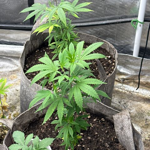 EDM # 3 growlog timeline photo