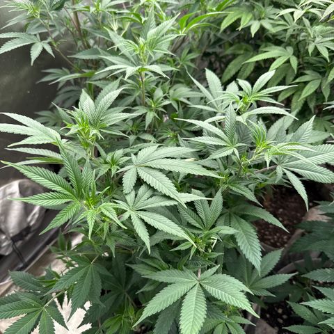 Apple AK #2 growlog timeline photo