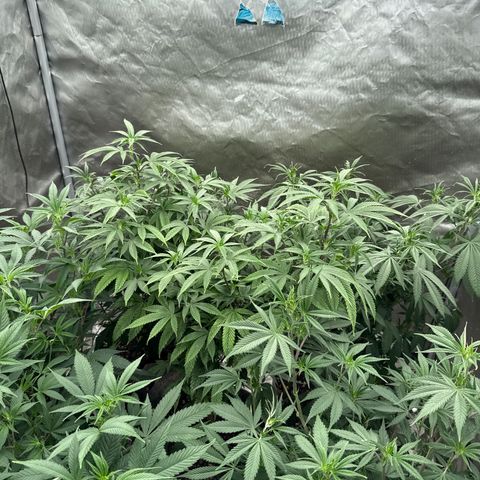 CM x Thorsberry #3 growlog timeline photo