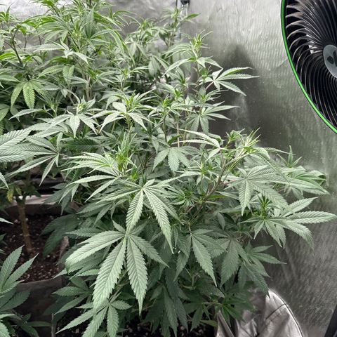 EDM #2 growlog timeline photo