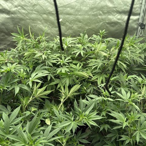 EDM #2 growlog timeline photo