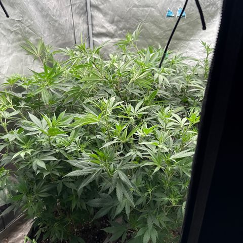 Apple AK #2 growlog timeline photo
