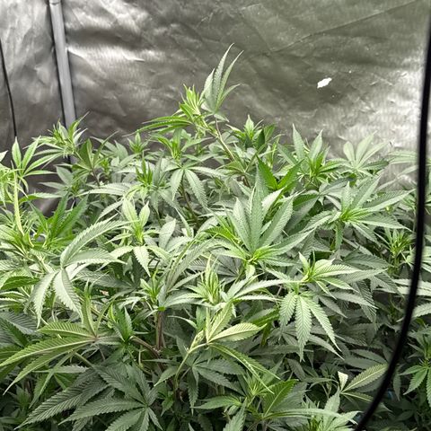 CM x Thorsberry #3 growlog timeline photo
