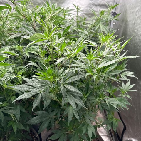EDM #2 growlog timeline photo