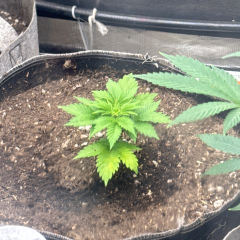 Bazooka Bubble  growlog timeline photo