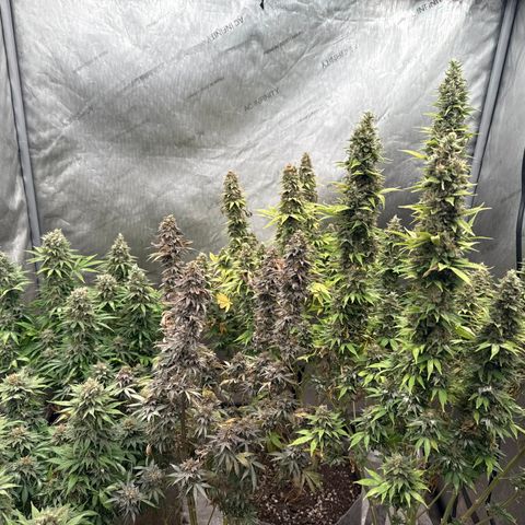 EDM #1 growlog timeline photo
