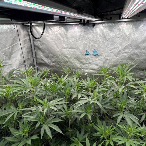 Apple AK #2 growlog timeline photo