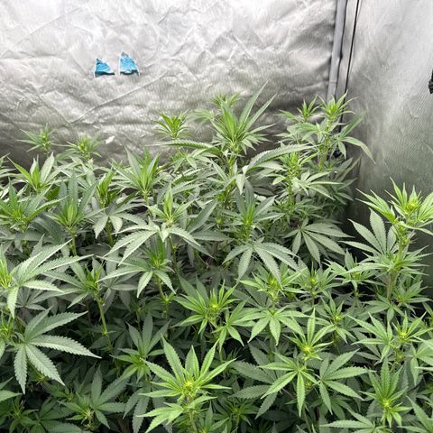 EDM #2 growlog timeline photo