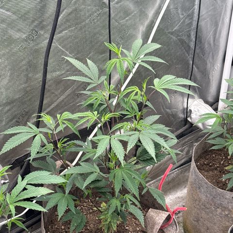 Apple AK #3 growlog timeline photo