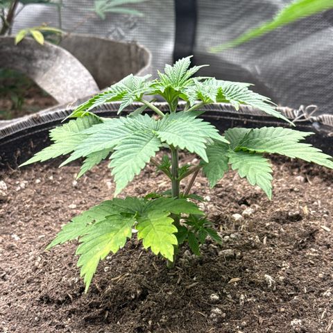 Bazooka Bubble  growlog timeline photo