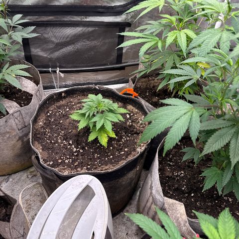 Bazooka Bubble  growlog timeline photo