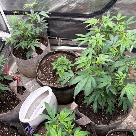 Bazooka Bubble  growlog timeline photo