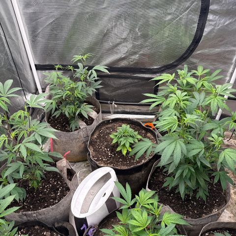 Bazooka Bubble  growlog timeline photo