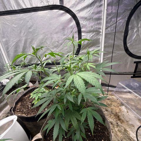 EDM # 3 growlog timeline photo