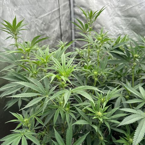 Apple AK #2 growlog timeline photo