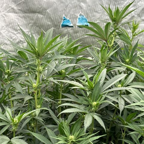 CM x Thorsberry #3 growlog timeline photo
