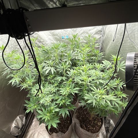 EDM #2 growlog timeline photo
