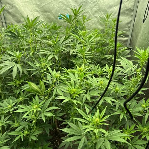 EDM #2 growlog timeline photo