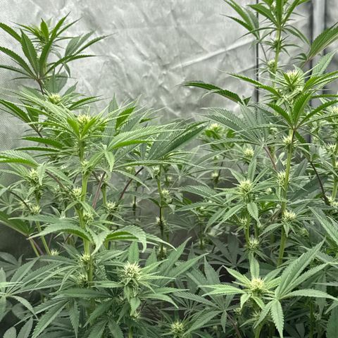 Apple AK #2 growlog timeline photo