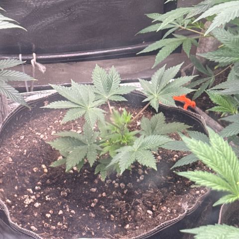 Bazooka Bubble  growlog timeline photo
