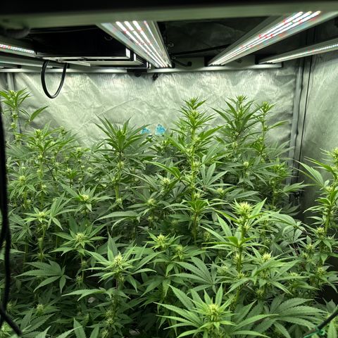 EDM #2 growlog timeline photo