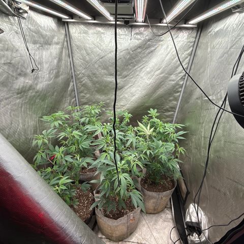 EDM # 3 growlog timeline photo