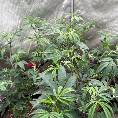 Apple AK #3 growlog timeline photo