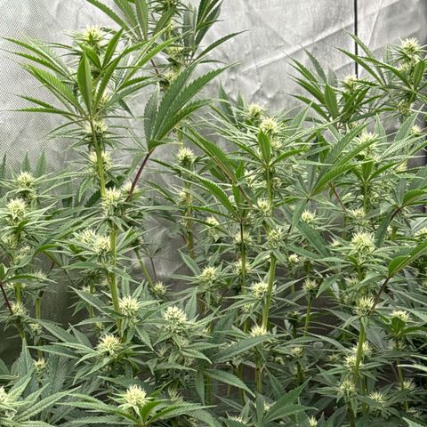 Apple AK #2 growlog timeline photo
