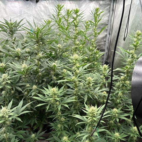 EDM #2 growlog timeline photo