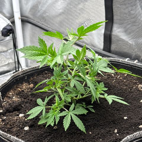 Bazooka Bubble  growlog timeline photo