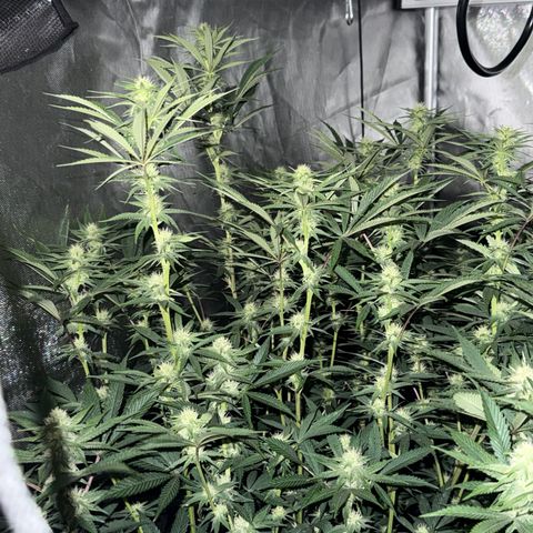 Apple AK #2 growlog timeline photo