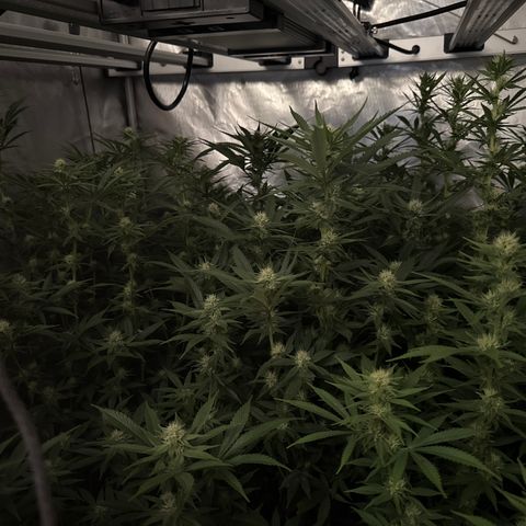 Apple AK #2 growlog timeline photo