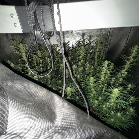 Apple AK #2 growlog timeline photo