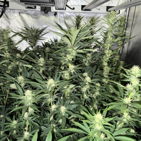 EDM #2 growlog timeline photo