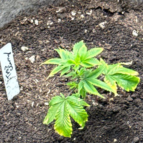 Tropicana Cherry growlog timeline photo