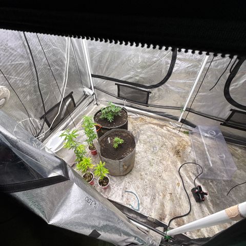 Tropicana Cherry growlog timeline photo