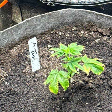 Tropicana Cherry growlog timeline photo