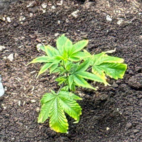 Tropicana Cherry growlog timeline photo