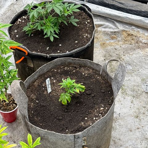 Tropicana Cherry growlog timeline photo