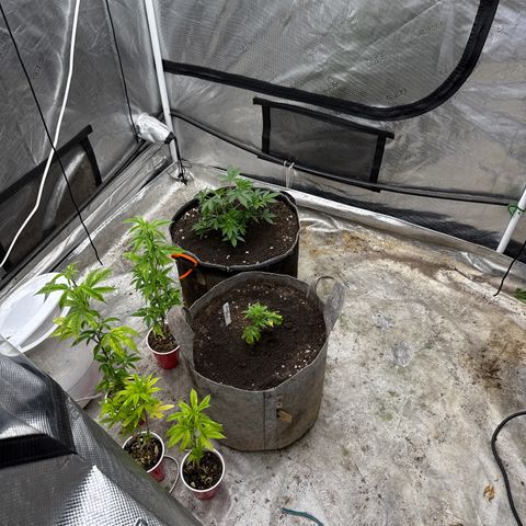 Tropicana Cherry growlog timeline photo