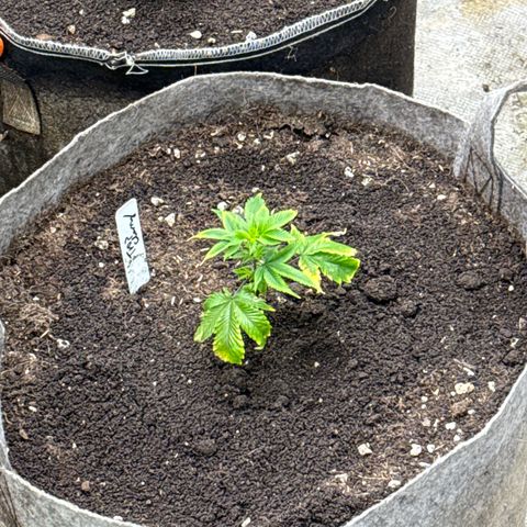 Tropicana Cherry growlog timeline photo