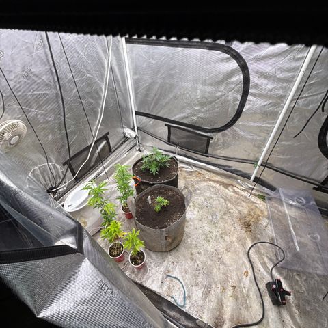 Bazooka Bubble  growlog timeline photo