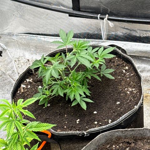 Bazooka Bubble  growlog timeline photo