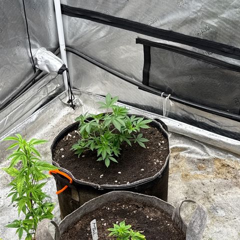 Bazooka Bubble  growlog timeline photo