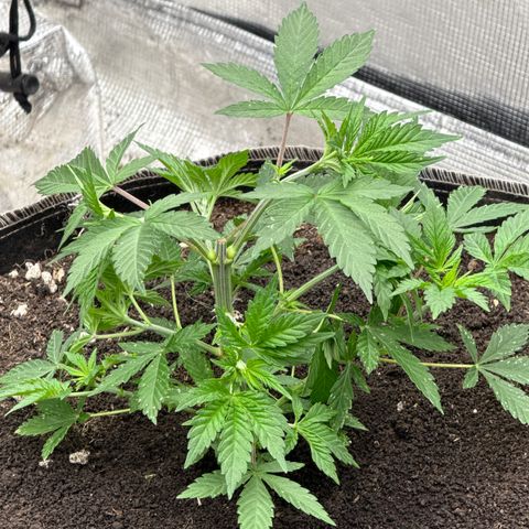 Bazooka Bubble  growlog timeline photo