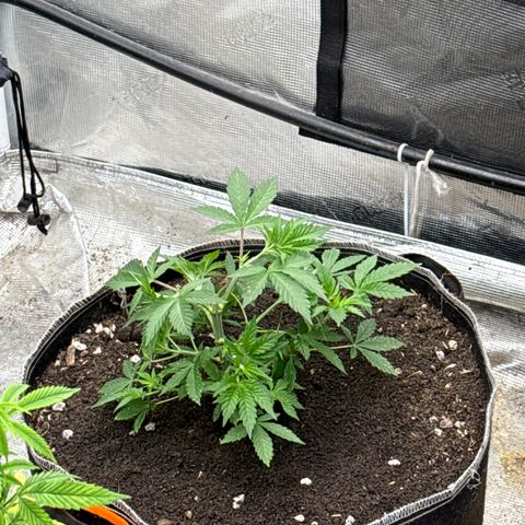 Bazooka Bubble  growlog timeline photo