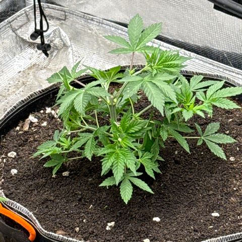 Bazooka Bubble  growlog timeline photo