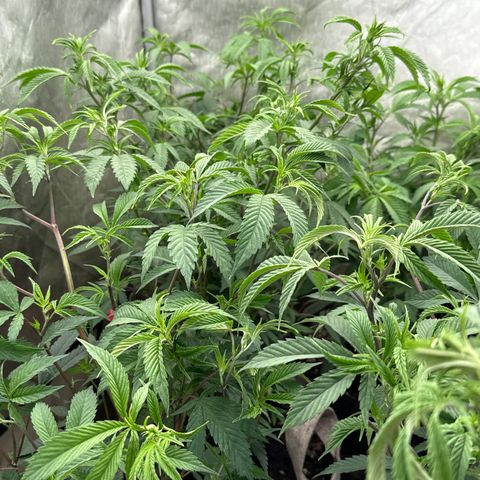 Apple AK #3 growlog timeline photo