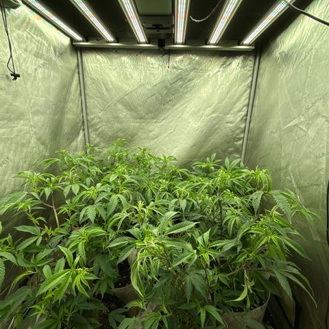 EDM # 3 growlog timeline photo